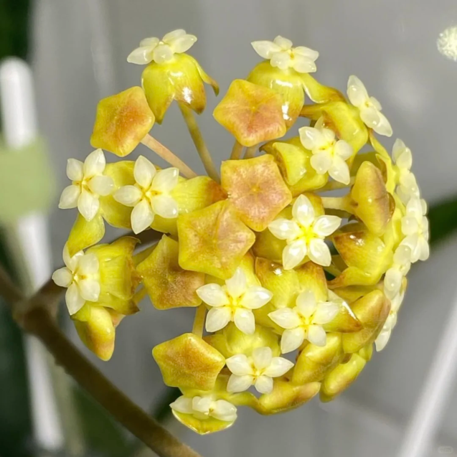⭐️Semillas de flores Hoya Carnosa | Bola de flores en forma de estrella