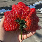 🍓Semillas de fresa súper gigantes