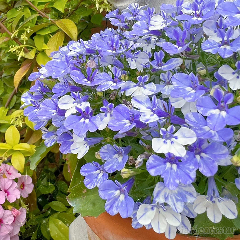 🌈Planta Tapizante Óptima✨Semillas de Lobelia Erinus Rastrera
