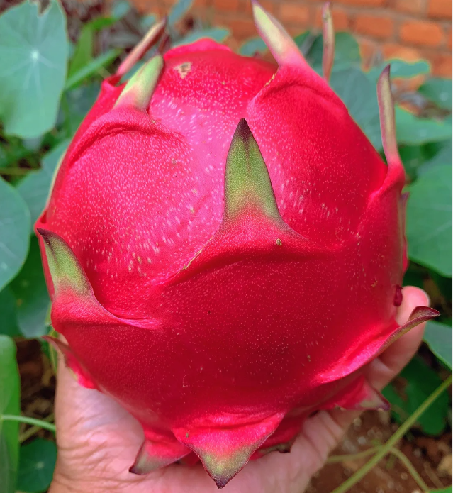Pitahaya Roja Corazón