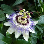 Semillas Silvestres de Passiflora Mollissima