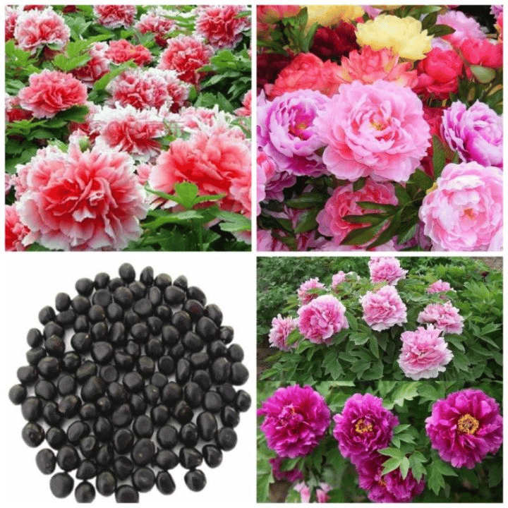 🔥ÚLTIMO DÍA 45% DE DESCUENTO🌺LA REINA DE LAS FLORES—PEONÍAS DE PÉTALOS DOBLES