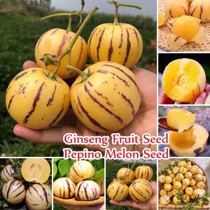 🍈Semillas de Pepino Semillas de Fruta de Ginseng