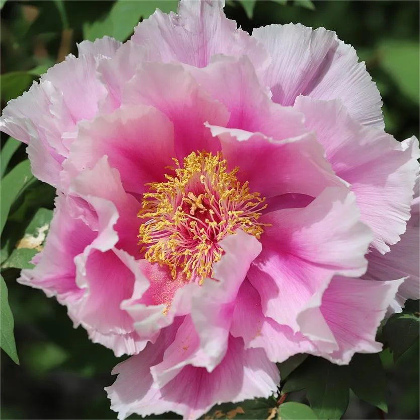 🌺Peonia - El amor te rodea