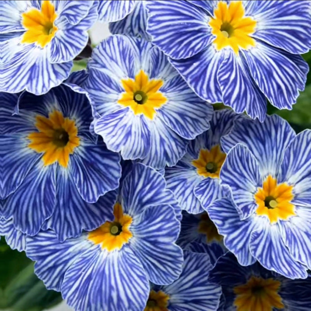 Semillas de prímula "Cebra Azul"