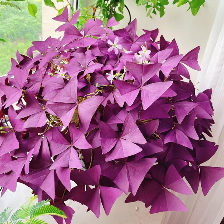 💜Bulbos de trébol de la suerte morado