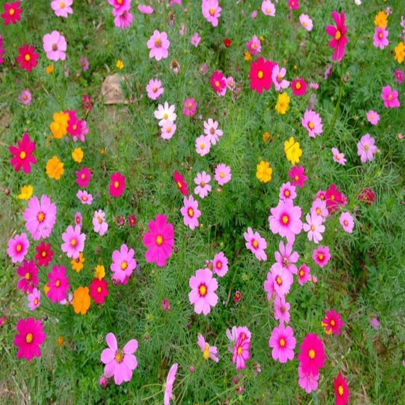 Mezcla de flores silvestres del noreste