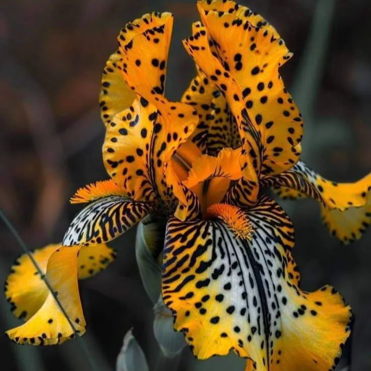 Pink Panther-Rare Iris Bulbs⚜️