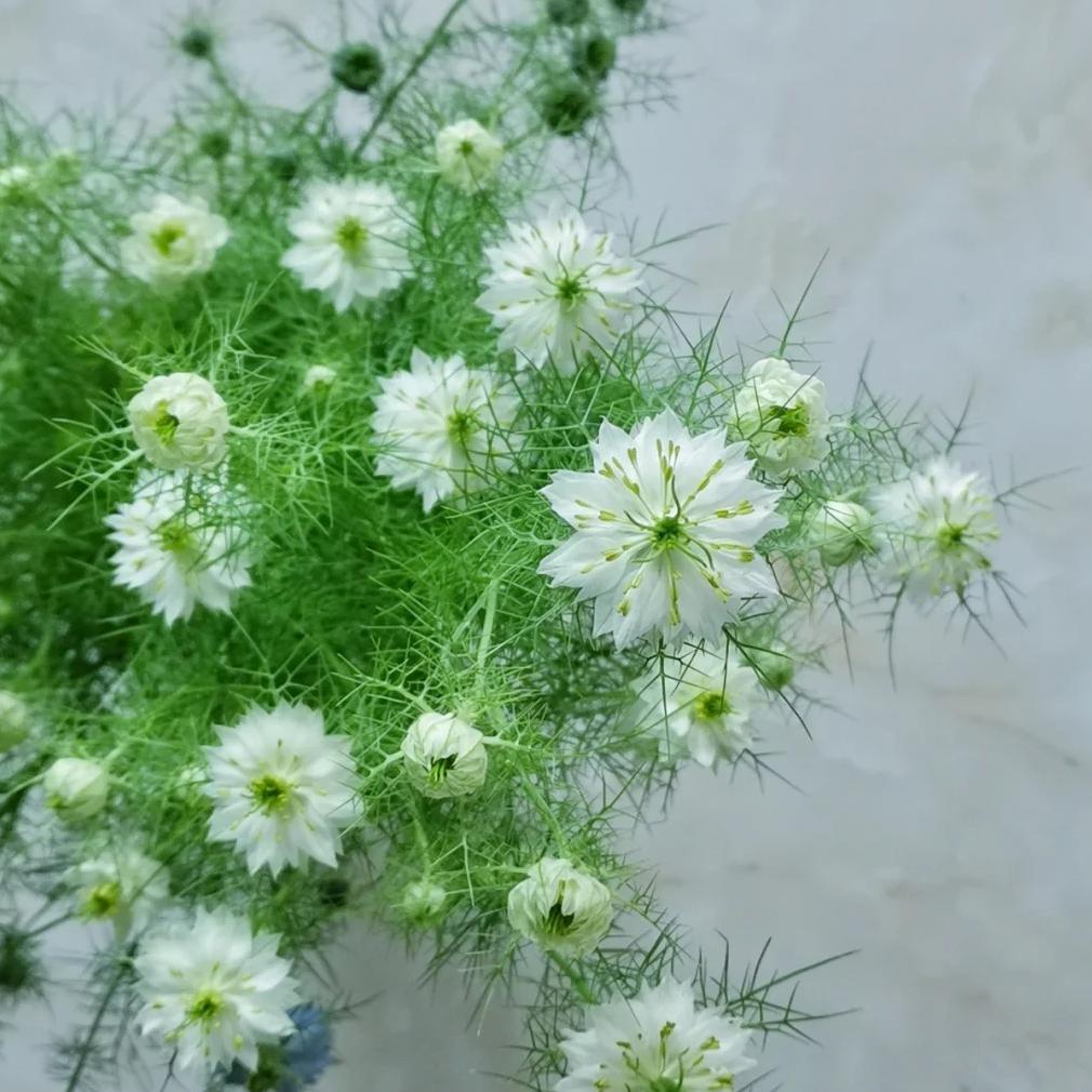 💚Nigella verde