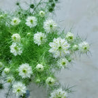 💚Nigella verde
