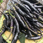 Semillas de pimiento morado-negro
