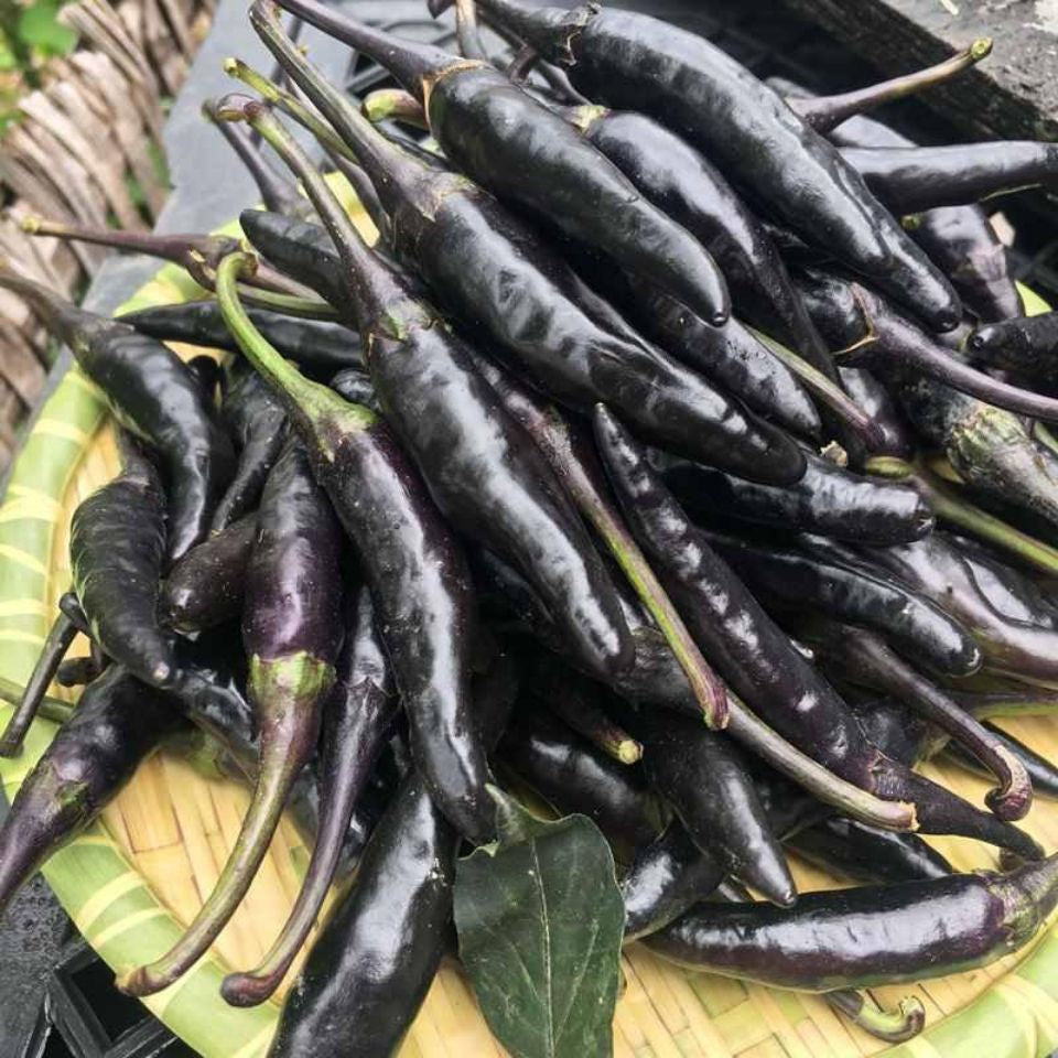 Semillas de pimiento morado-negro