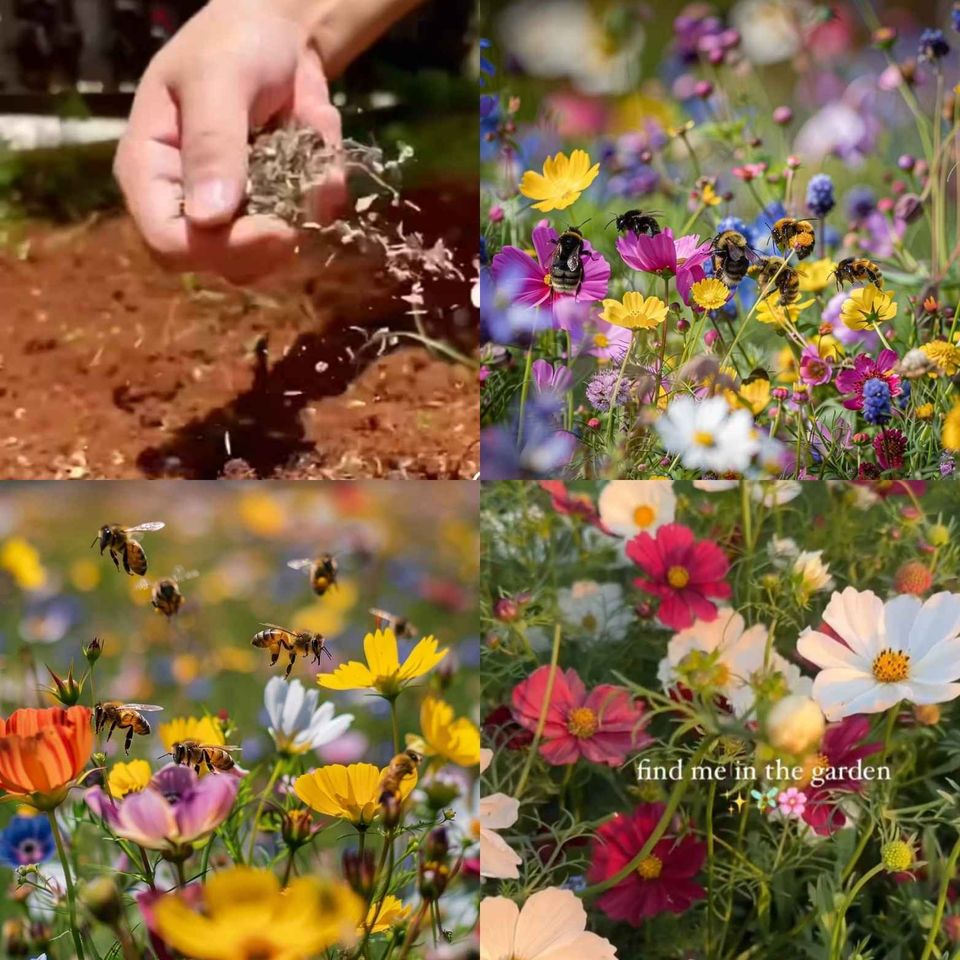 Semillas de Flores Perennes Mixtas-Más de 60 variedades mezcladas