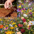 Semillas de Flores Perennes Mixtas-Más de 60 variedades mezcladas