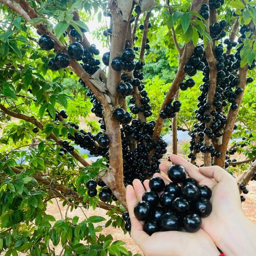 Jabuticaba-Plinia cauliflora-Semillas de uva de árbol