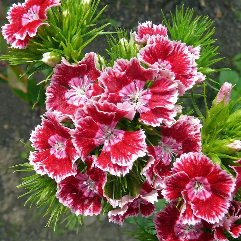 Enano WEE Willie SWEET WILLIAM Mezcla de Colores Semillas de Flores Dianthus Barbatus