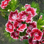 Enano WEE Willie SWEET WILLIAM Mezcla de Colores Semillas de Flores Dianthus Barbatus