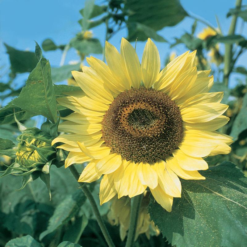 Girasol orgánico Lemon Queen