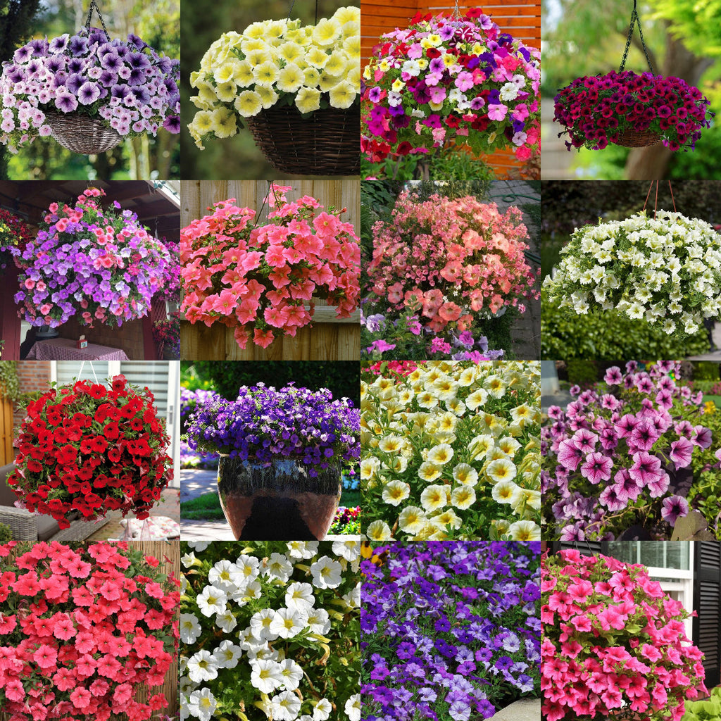 🌸Semillas de petunia