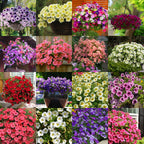 🌸Semillas de petunia