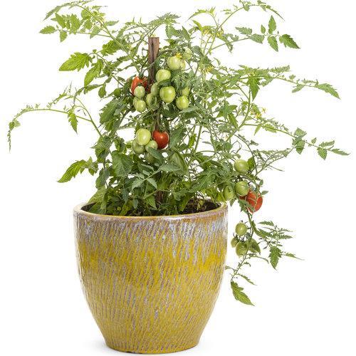 Tomate Cherry Rosa Uva