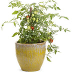 Tomate Cherry Rosa Uva