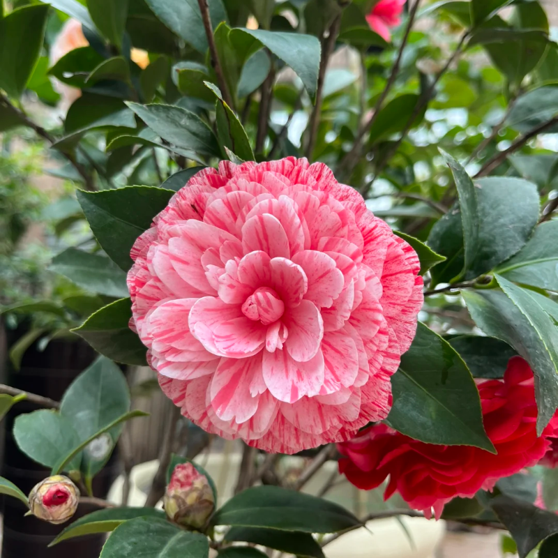 Camelia Roja de Cinco Colores