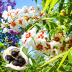 Xanthoceras Sorbifolia Flor🌺Las Flores Florecen Y La Buena Suerte Llega