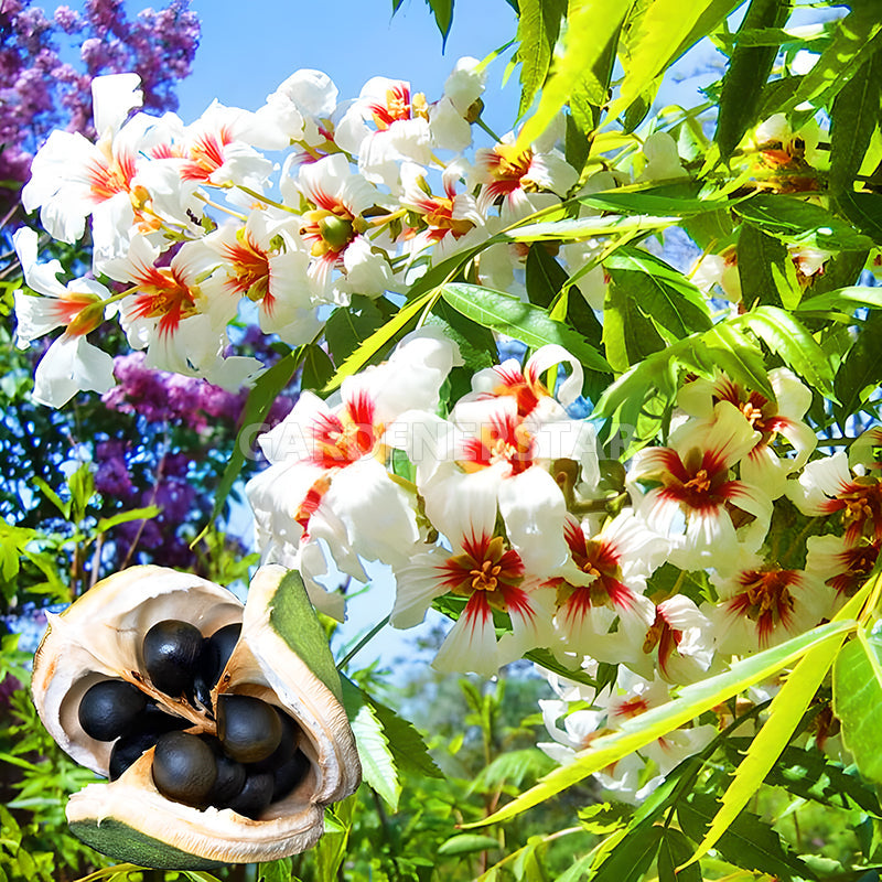 Xanthoceras Sorbifolia Flor🌺Las Flores Florecen Y La Buena Suerte Llega