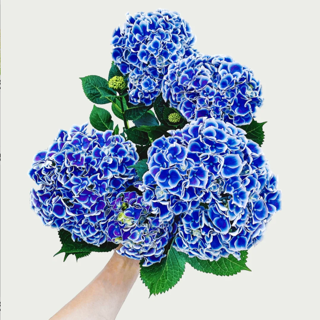 Semillas de Hydrangea Macrophylla Tivoli