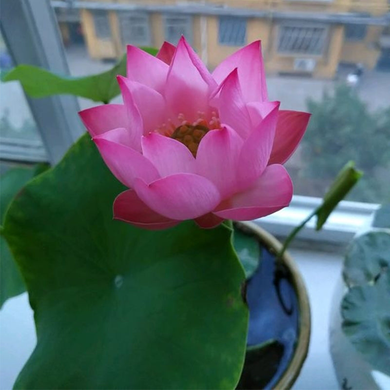 La sagrada flor de loto bonsái