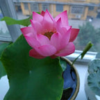 La sagrada flor de loto bonsái