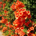 Semillas de Flores Mixtas para Trepar - Más de 30 variedades mezcladas