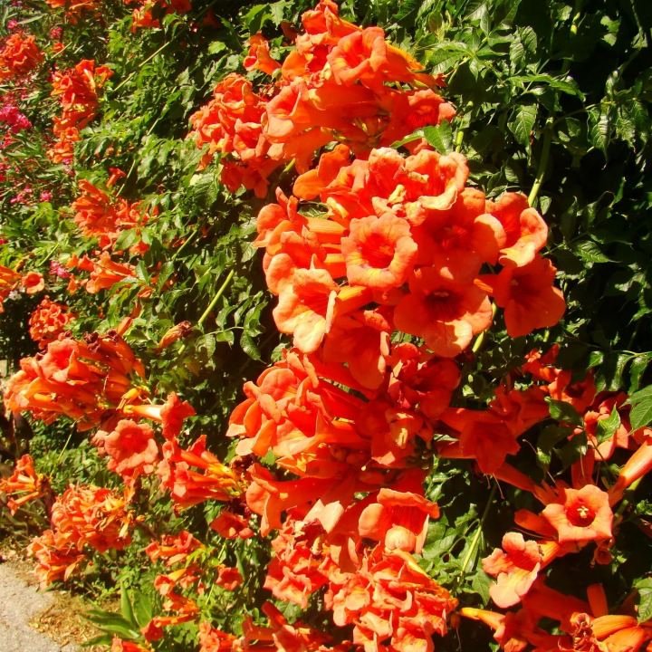 Semillas de Flores Mixtas para Trepar - Más de 30 variedades mezcladas