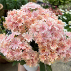 Semillas de flores de Lewisia Cotyledon