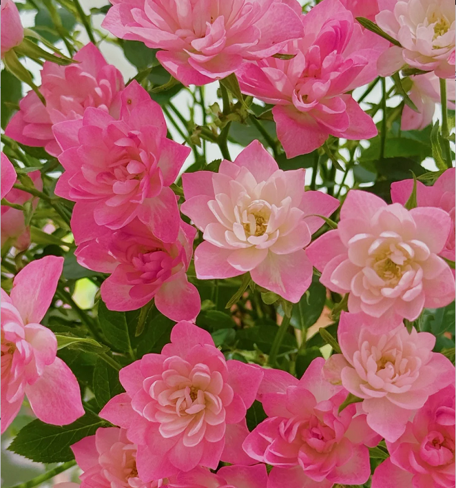 Miniatura Rosa Chinensis-Estrellas Loto Celestial🌺