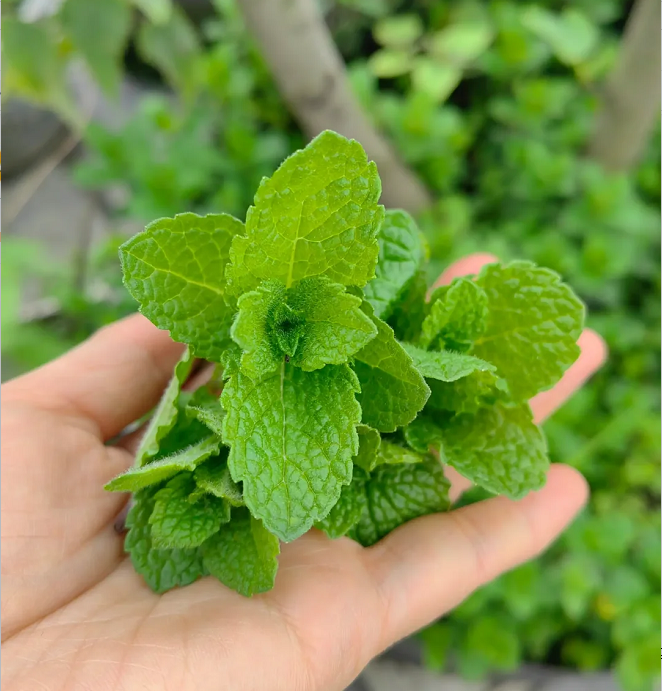 Semillas de Menta en Maceta