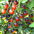 Semillas de tomate cereza Midnight Snack