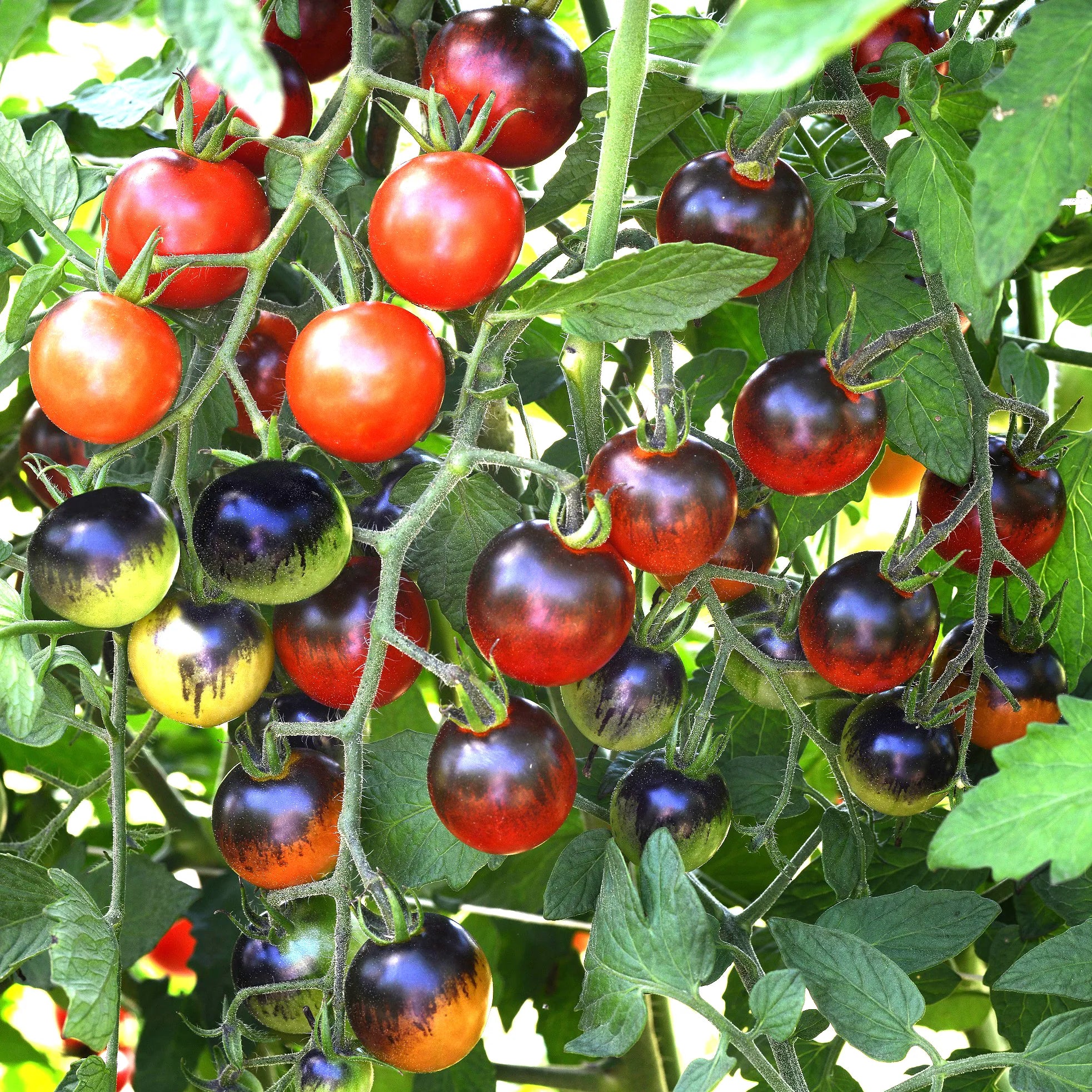 Semillas de tomate cereza Midnight Snack