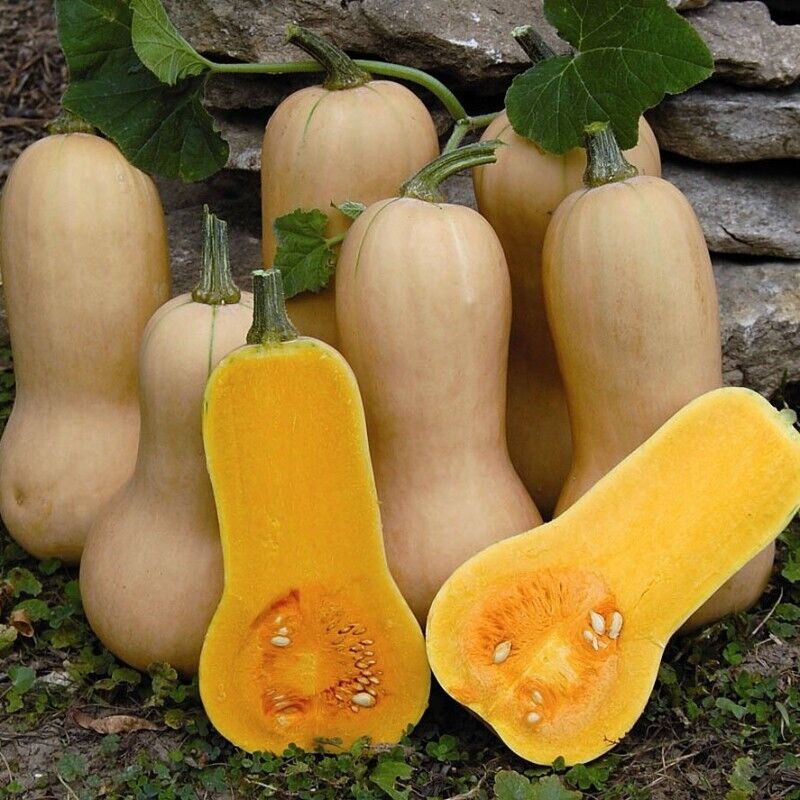 Semillas de calabaza cremosas