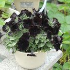 Semillas de petunia Black Velvet