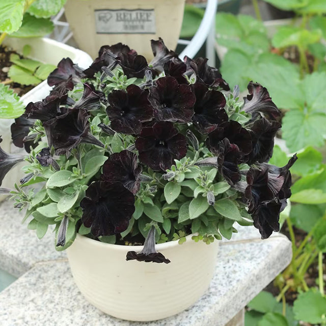 Semillas de petunia Black Velvet