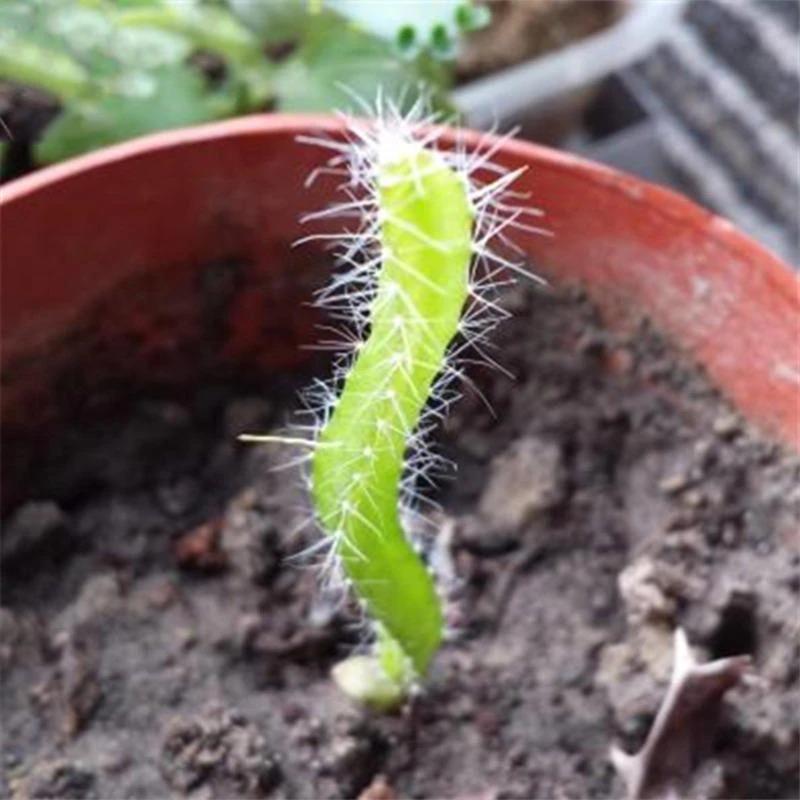 Egrow 50 unidades/paquete de semillas de pitahaya amarilla, semillas de fruta de dragón Hylocereus Undatus