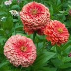 Pedir 50 semillas de Zinnia "Lovely Giant Salmon Rose"
