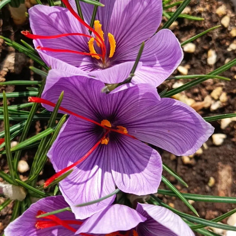 Bulbos de azafrán - Crocus Sativus