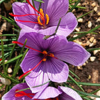 Bulbos de azafrán - Crocus Sativus