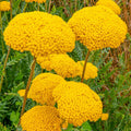 Milenrama Parker's Variety
