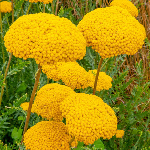 Milenrama Parker's Variety