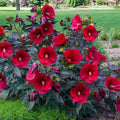 Colección de Hibiscos Dulce y Seductora