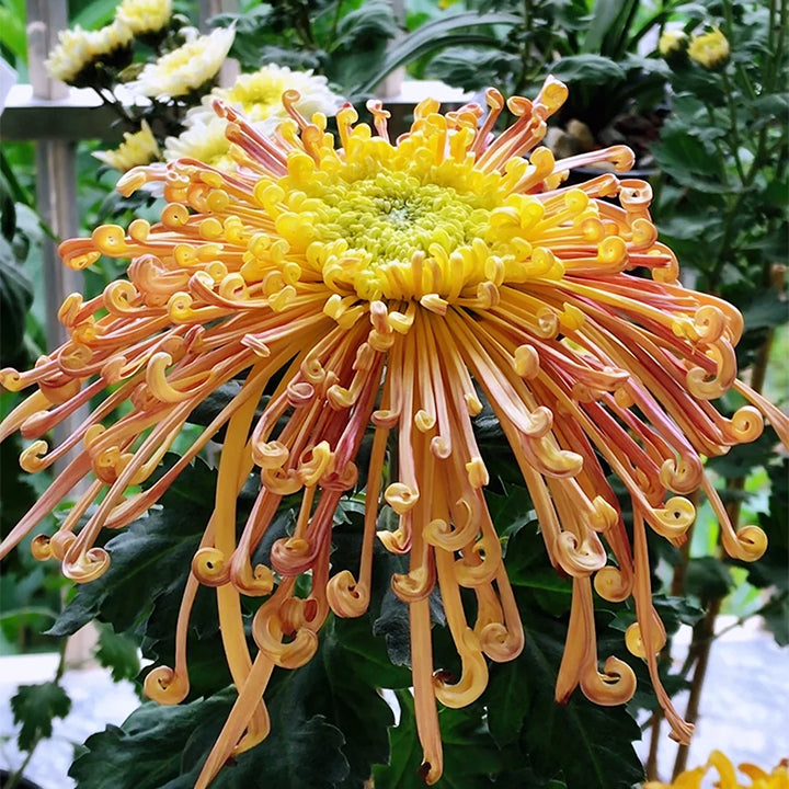 Semillas raras de crisantemo dorado - Flor de la longevidad💞